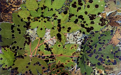 Feuilles d
