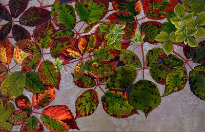 Rubus Fruticosus Attacked by Rose Fungus Phragmidium Violaceum, 1907-09 by Philippe Robert