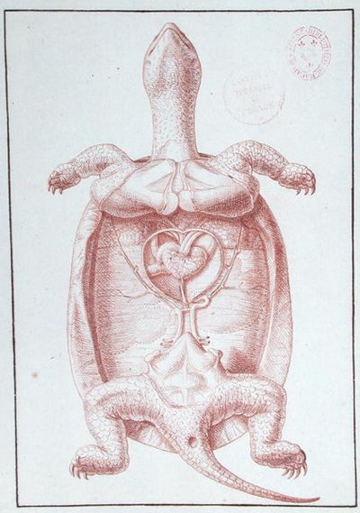A Tortoise by Philippe Simoneau