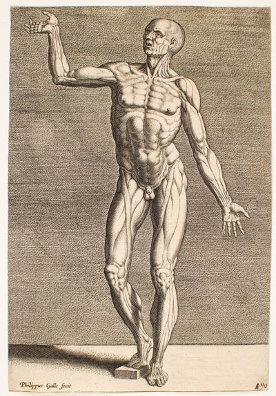 Study of Human Figure with Exposed Tendons and Muscles, Seen from the Front by Philips Galle
