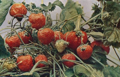 Strawberries - John Kidd & Co. Ltd. by Photochrom Co Ltd of London