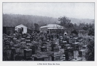 A New South Wales Bee Farm by Photographer Australian