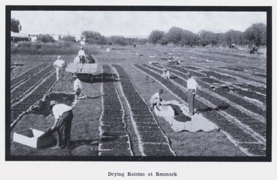 Drying Raisins at Renmark by Photographer Australian