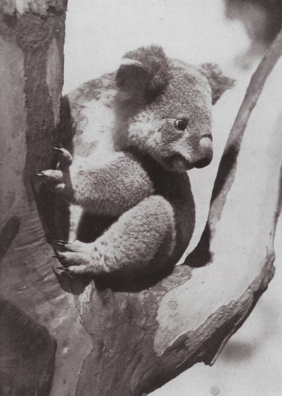 The Unique Koala or Native Bear by Photographer Australian