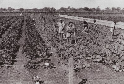 Vegetables grown near the Transcontinental Road in so-called Desert Country, irrigated with Bore Water by Photographer Australian