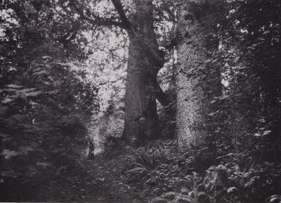 Forest Giants, Stanley Park, Vancouver by Photographer Canadian