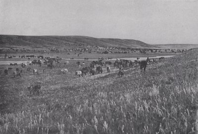 Range Cattle on the Rolling Uplands of Alberta by Photographer Canadian