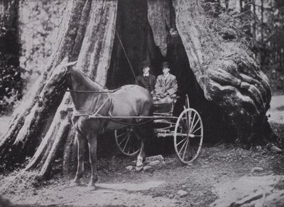 The Big Tree, Stanley Park, Vancouver by Photographer Canadian