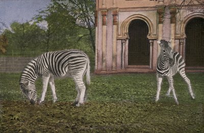 Cologne Zoo, Zebras by Photographer German