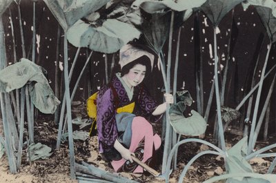 Japan, c.1912: Enormous Bog-Rhubarb, Wild Plant, Akita by Photographer Japanese