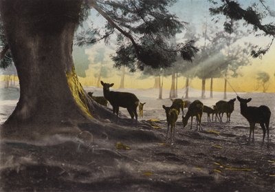 Japan, c.1912: Kasuga Temple grounds with tame deer roaming about, Nara by Photographer Japanese