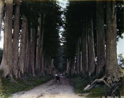 Rickshaw on a tree-lined road at Nikko by Photographer Japanese