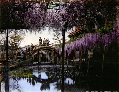 Wisteria in a garden at Kameido by Photographer Japanese