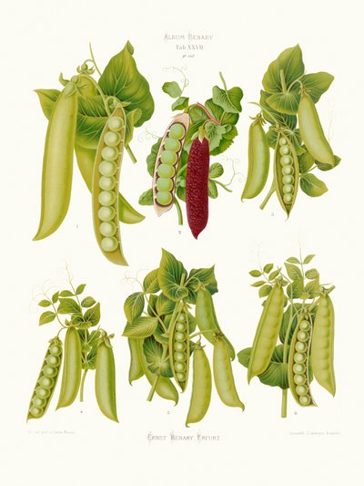 Peas From Album Benary (1876 1886) by PictufyErnst Benary