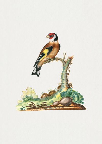 European Goldfinch by Pictufy