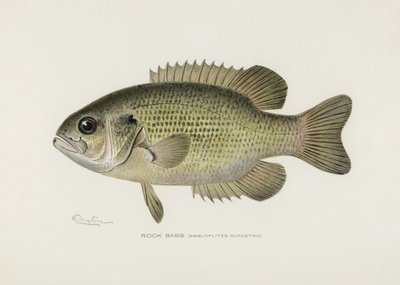 Rock Bass (Ambloplites Rupestris) by Pictufy