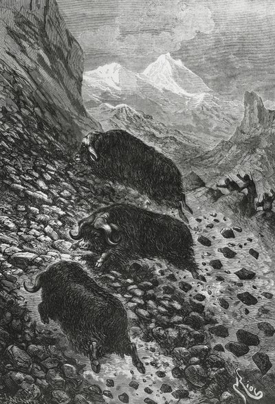 Musk oxen, woodcut by Edouard Riou by Blaise Nicolas Le Sueur