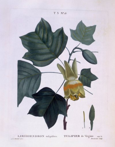 American tulip tree (Liriodendron tulipifera), botanical plate by Pierre Joseph Redouté by Pierre Joseph Redouté