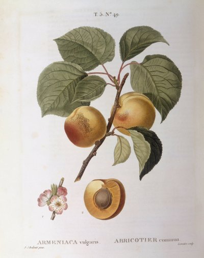 Apricot (Armeniaca vulgaris or Prunus armeniaca) by Pierre Joseph Redouté