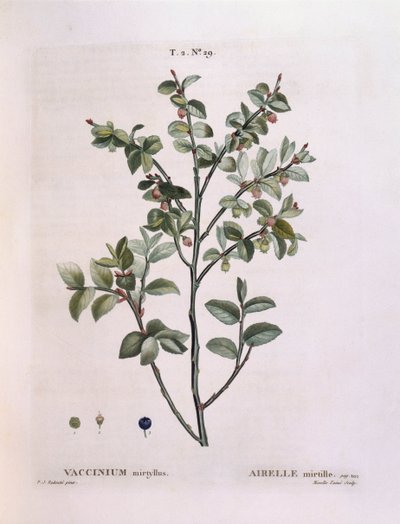 Bilberry (Vaccinium myrtillus), botanical plate by Pierre Joseph Redouté by Pierre Joseph Redouté