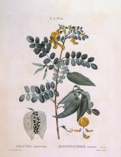 Bladder Senna, botanical plate by Pierre Joseph Redouté by Pierre Joseph Redouté