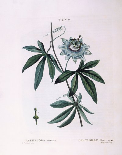 Blue Passion Flower, botanical plate by Pierre Joseph Redouté by Pierre Joseph Redouté