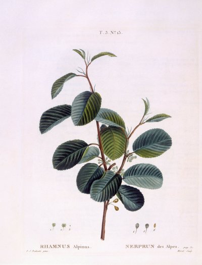 Buckthorn (Rhamnus alpinus), botanical plate by Pierre Joseph Redouté by Pierre Joseph Redouté