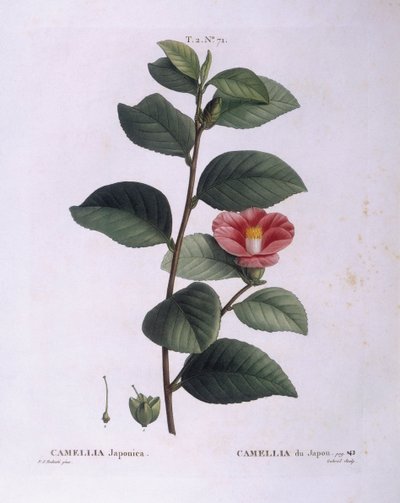 Camellia (Camellia japonica), botanical plate by Pierre Joseph Redouté by Pierre Joseph Redouté