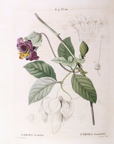 Cup and Saucer Vine (Cobaea scandens), botanical plate by Pierre Joseph Redouté by Pierre Joseph Redouté
