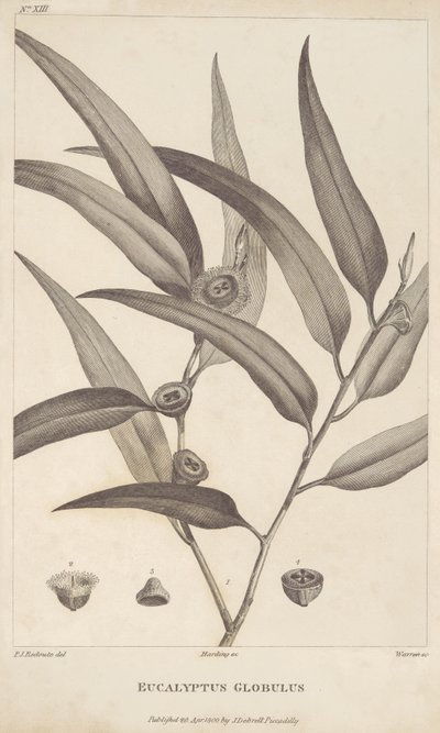 Eucalyptus Globulus from 