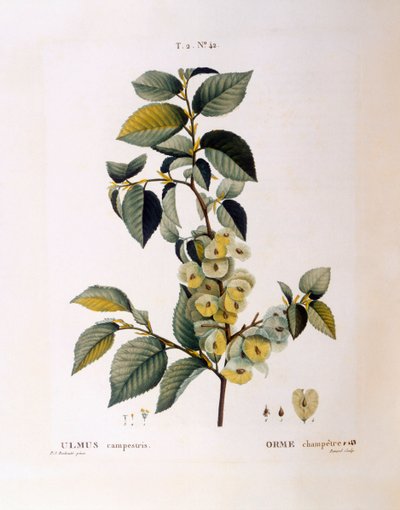 Field elm (Ulmus campestris or minor) by Pierre Joseph Redouté