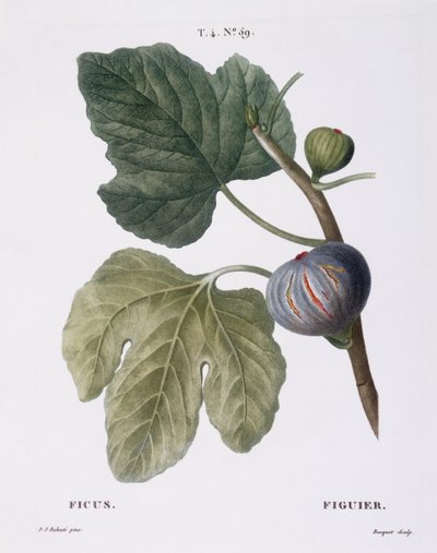 Fig (Ficus), botanical plate by Pierre Joseph Redouté by Pierre Joseph Redouté