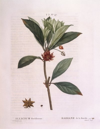 Florida anise tree (Illicium floridanum) by Pierre Joseph Redouté