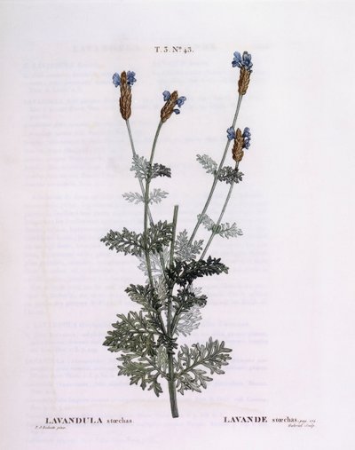 French Lavender (Lavandula stoechas), botanical plate by Pierre Joseph Redouté by Pierre Joseph Redouté