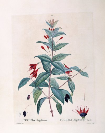 Fuchsia (Fuchsia magellanica), botanical plate by Pierre Joseph Redouté by Pierre Joseph Redouté