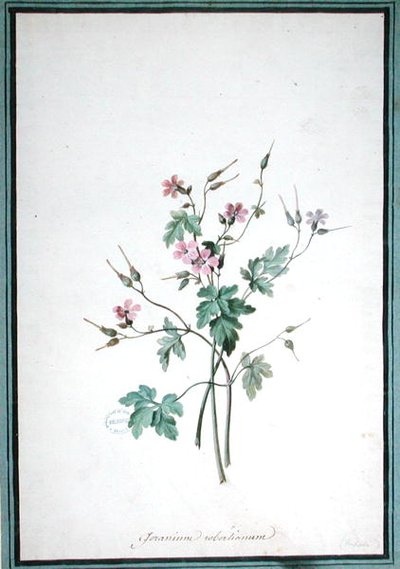 Geranium Robertianum by Pierre Joseph Redouté
