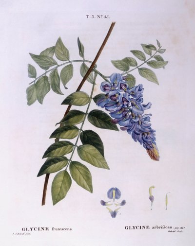 Glycine (Glycine frutescens), botanical plate by Pierre Joseph Redouté by Pierre Joseph Redouté