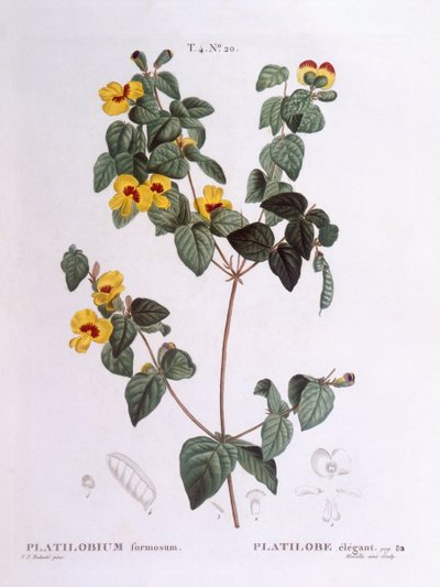 Handsome flat-pea (Platylobium formosum), botanical plate by Pierre Joseph Redouté by Pierre Joseph Redouté