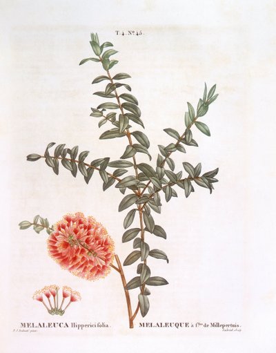 Hillock bush (Melaleuca hypericifolia), botanical plate by Pierre Joseph Redouté by Pierre Joseph Redouté