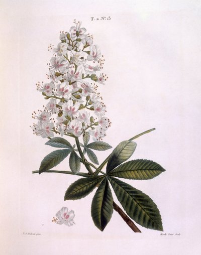Horse-chestnut or Conker tree (Aesculus hippocastanum), botanical plate by Pierre Joseph Redouté by Pierre Joseph Redouté