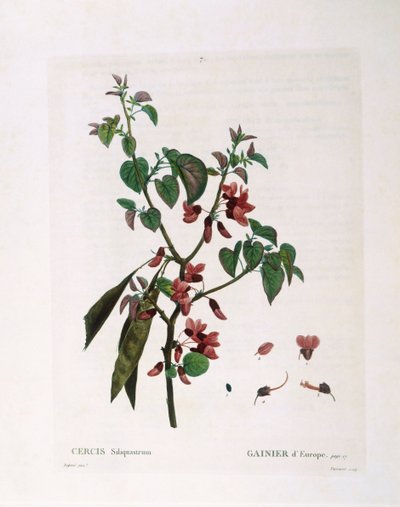 Judas Tree (Cercis siliquastrum) by Pierre Joseph Redouté