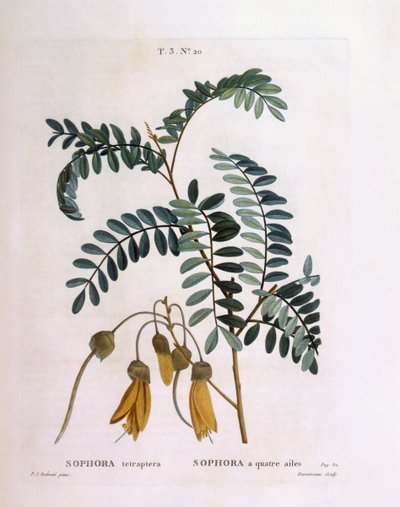 Kowhai (Sophora tetraptera or Edwardsia grandiflora) by Pierre Joseph Redouté