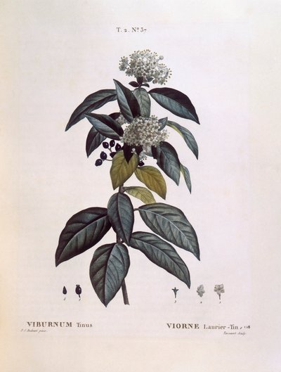 Laurustinus (Viburnum tinus), botanical plate by Pierre Joseph Redouté by Pierre Joseph Redouté