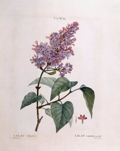 Lilac (Syringa vulgaris) by Pierre Joseph Redouté