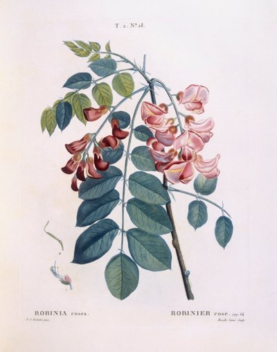 Locust (Robinia rosea), botanical plate by Pierre Joseph Redouté by Pierre Joseph Redouté