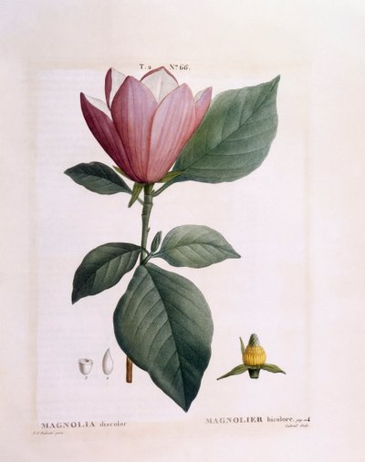 Magnolia (Magnolia discolour) by Pierre Joseph Redouté