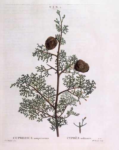 Mediterranean Cypress (Cupressus sempervirens), botanical plate by Pierre Joseph Redouté by Pierre Joseph Redouté