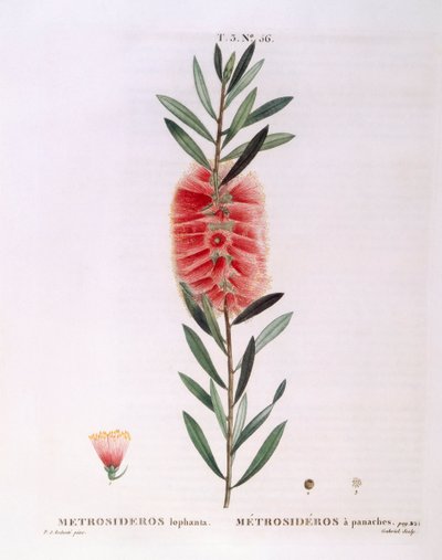 Metrosideros Lophanta by Pierre Joseph Redouté