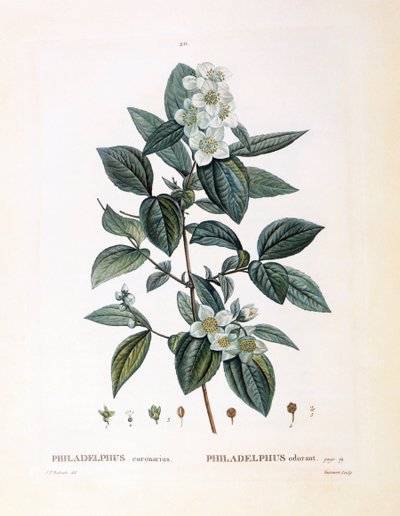 Mock Orange, botanical plate by Pierre Joseph Redouté by Pierre Joseph Redouté