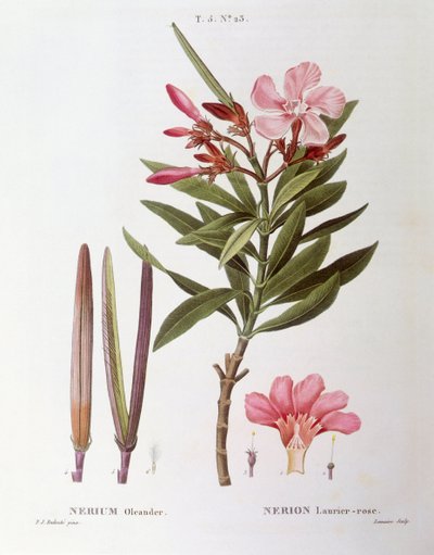 Oleander (Nerium oleander), botanical plate by Pierre Joseph Redouté by Pierre Joseph Redouté